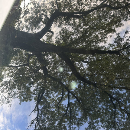 05-14 Ford Mustang Coupe Driver Side Left LH Door Window Glass OEM W/ Sticker