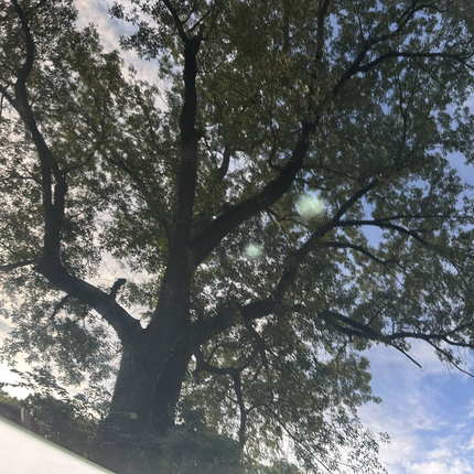 05-14 Ford Mustang Coupe Driver Side Left LH Door Window Glass OEM W/ Sticker